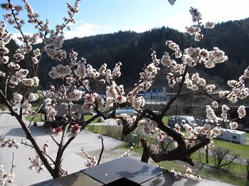Terrassencamping Schlossberg