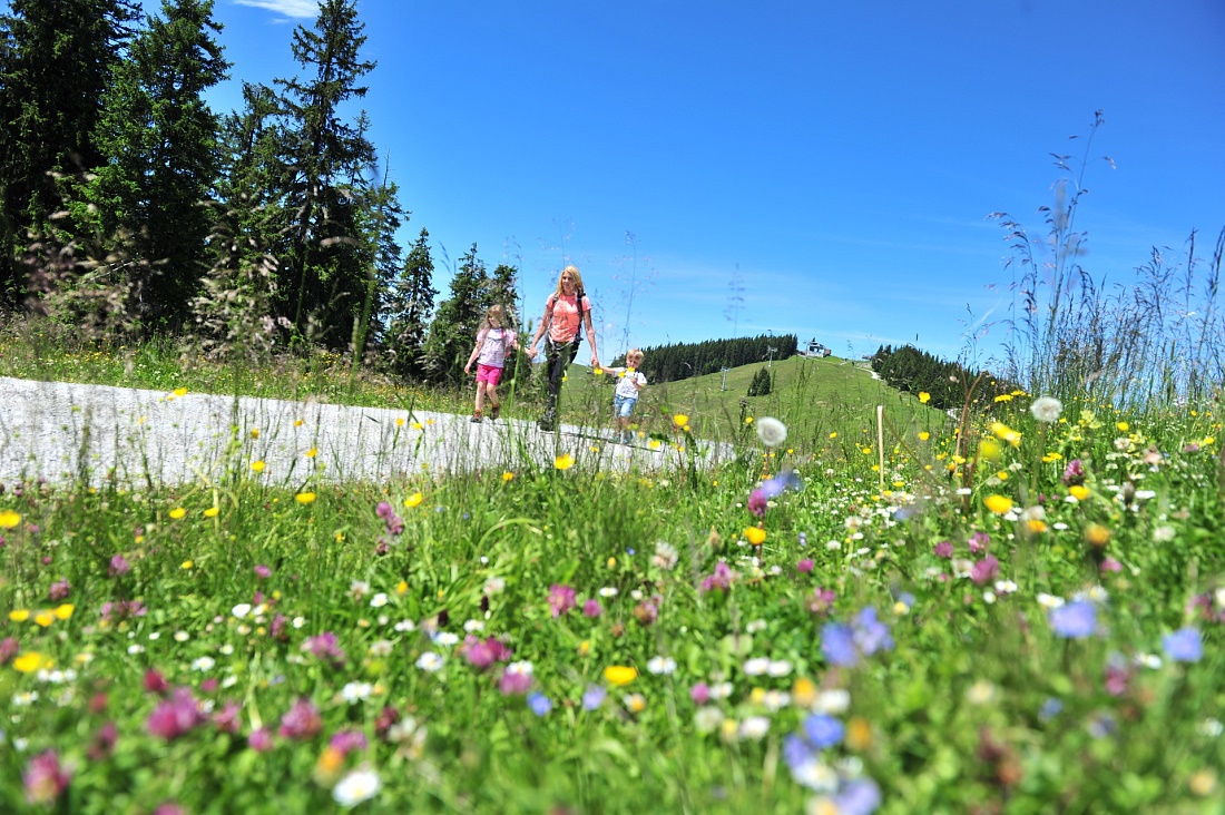 Giant experience path Scheffau - Brixen im Thale
