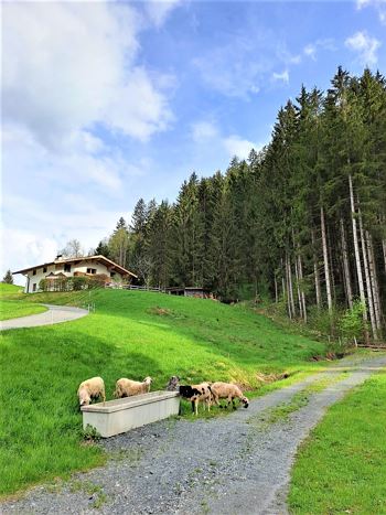Ferienhaus Hansl