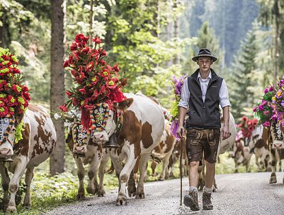 Ein Bauer in traditioneller Tracht führt geschmückte Kühe beim  Almabtrieb durch einen Waldweg in Tirol, ein lebendiges Brauchtum inmitten der Alpen.