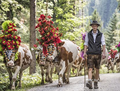 Ein Bauer in traditioneller Tracht führt geschmückte Kühe beim  Almabtrieb durch einen Waldweg in Tirol, ein lebendiges Brauchtum inmitten der Alpen.