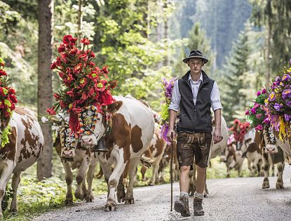 Ein Bauer in traditioneller Tracht führt geschmückte Kühe beim  Almabtrieb durch einen Waldweg in Tirol, ein lebendiges Brauchtum inmitten der Alpen.