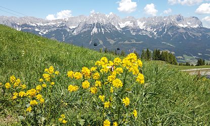 ellmis-zauberwelt-ellmau-hartkaiser-ccaro-18