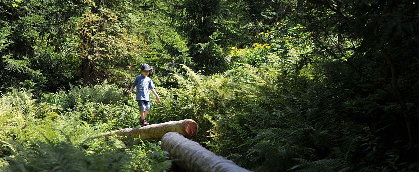 Child balancing on a fallen log in a sunlit forest, surrounded by lush greenery and ferns.