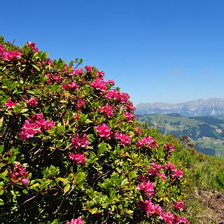 Opening hours Westendorf in summer