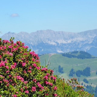 Webcams in Westendorf