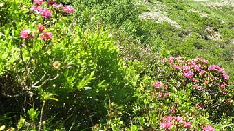 Flowers in Westendorf